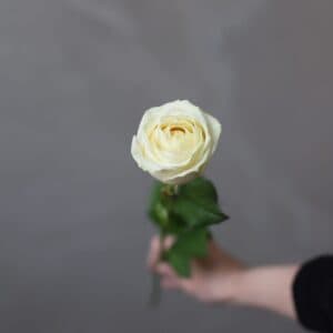 Роза сорта "Вайт Сода" (Россия) - Фото 12