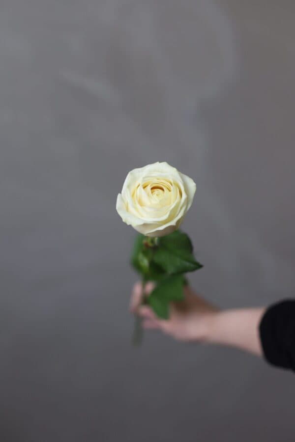 Роза сорта "Вайт Сода" (Россия) - Фото 1
