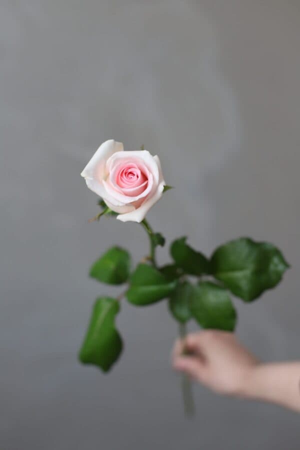 Роза сорта "Свит Ривайвел" (Россия) - Фото 1